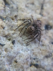 Hamataliwa grisea