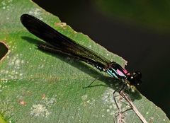 Heliocypha biseriata