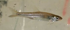 Notropis volucellus