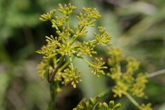 Notobubon laevigatum