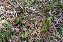 Carex concinna