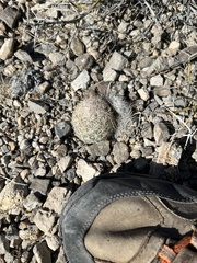 Escobaria chlorantha