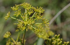 Notobubon laevigatum