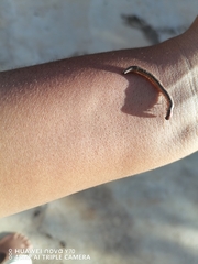 Ommatoiulus sabulosus