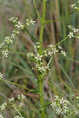 Alepidea amatymbica