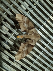 Coequosa australasiae