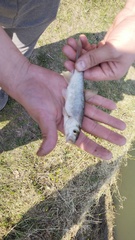 Leuciscus baicalensis