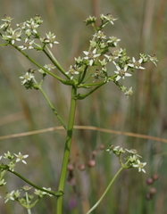 Alepidea amatymbica