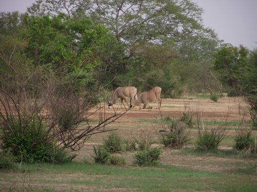 Western Roan Antelope