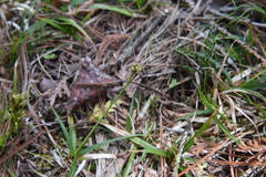 Carex concinna