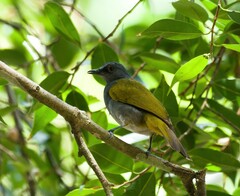 Rubigula cyaniventris