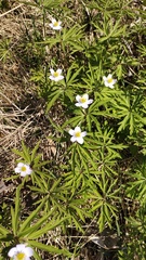 Anemonoides caerulea