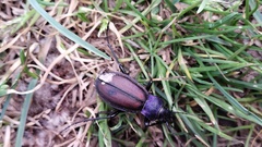 Carabus schoenherri