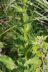 Alepidea amatymbica