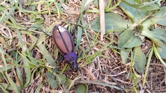 Carabus schoenherri