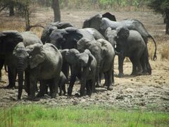 Loxodonta