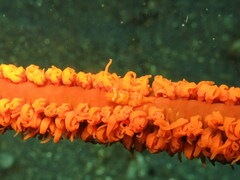 Pontonides ankeri