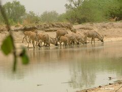 Hippotragus equinus koba