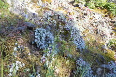 Delphinium menziesii