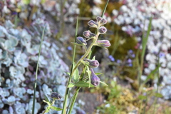 Delphinium menziesii