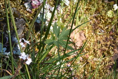 Delphinium menziesii