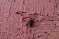 Pachylis argentinus