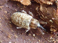 Dorytomus longimanus