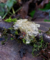 Myxarium nucleatum