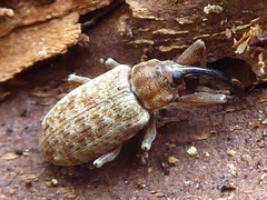 Dorytomus longimanus