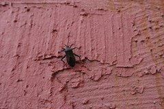 Pachylis argentinus