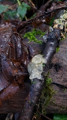 Myxarium nucleatum