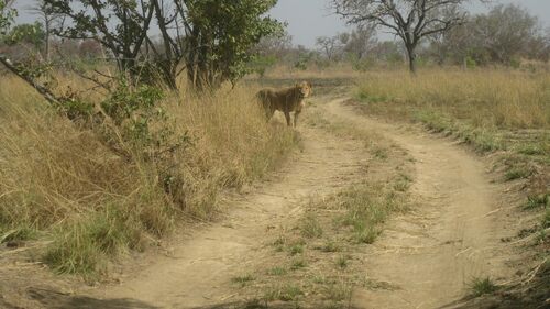 Northern Lion
