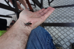 Pachylis argentinus
