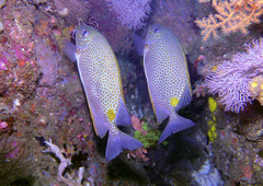 Siganus guttatus