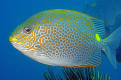 Siganus guttatus