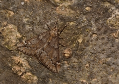 Alsophila aescularia