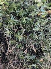 Penstemon fruticosus