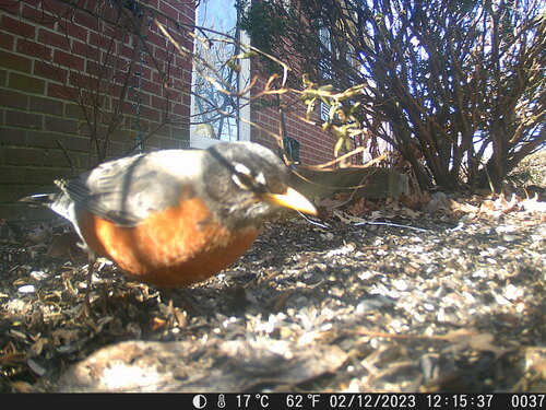 American Robin photographed in Kentucky