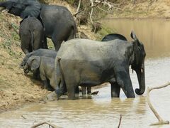 Loxodonta