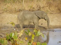 Loxodonta