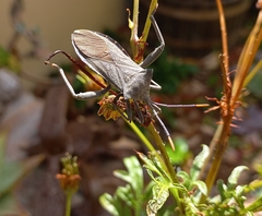 Elasmopoda valga