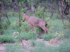Alcelaphus buselaphus major