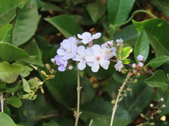 Duranta erecta