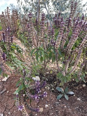 Vitex agnus-castus