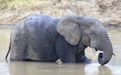 Loxodonta