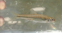 Notropis volucellus