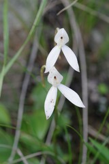 Brownleea macroceras