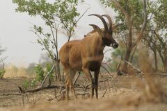 Hippotragus equinus koba