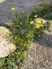 Senecio vernalis