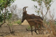 Alcelaphus buselaphus major